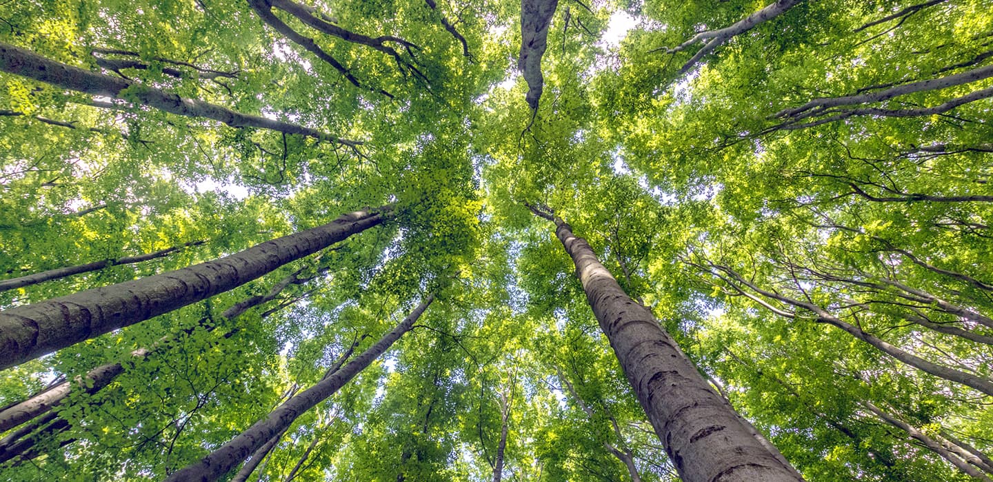 Groene Wereld