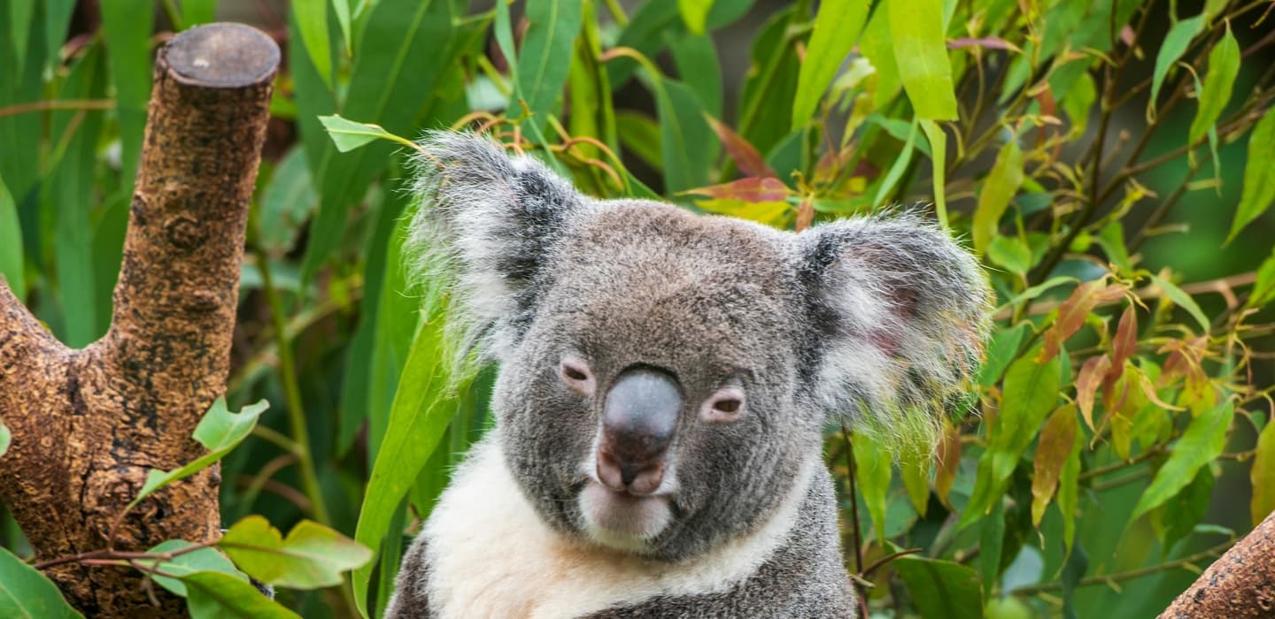 image for charity bundle Dierenbeschermers bundel